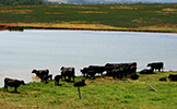 Cattle Pond